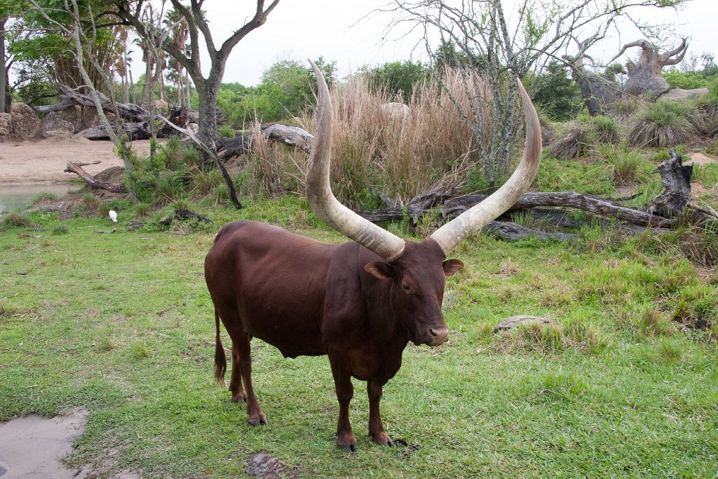 IMG_6759.jpg - This guy was enjoying the atten,tion, an ankole cattle, right by the path.